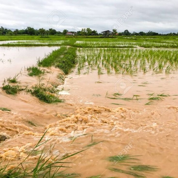 Unseasonal Rains Hit Khammam Crops 0612f79ba6b51eb0599a4325c049ea57