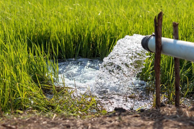 Farmers Demand Irrigation Water for Standing Crops 66d83545d2e60e659521ba775b8f7f37